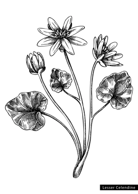 Lesser celandine  flower sketch in engraved style. Floral branch with buds and leaves. Black contoured buttercup. Botanical vector illustration of spring woodland plant isolated on white background